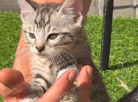 Bengal x tabby