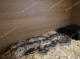 Snake & Viv for sale