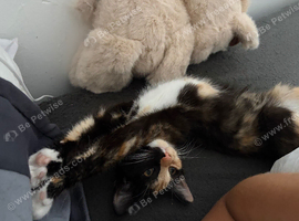 Calico kitten