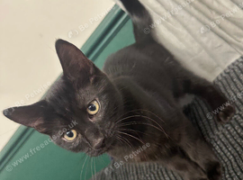 Black kitten