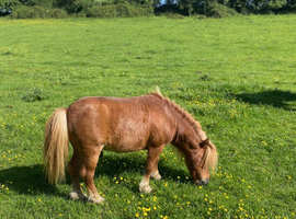 Spsps registered miniature Shetland stud