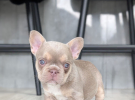 Amazing quality french bulldogs