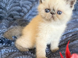 Colourpoint Exotic Shorthair Kittens