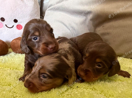 Miniature long haired dachshund