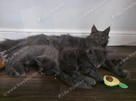 Purebred Maine Coon Kittens with Pedigree
