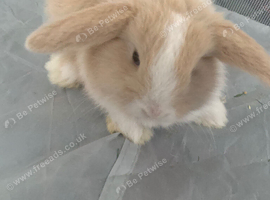 2 beautiful mini lop rabbits