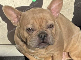 Frenchie girl