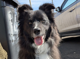 Female collie