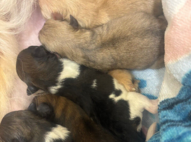 Pomeranian puppies