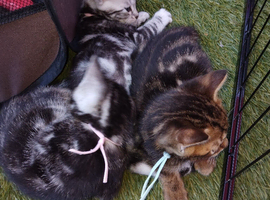 6 bengal kittens