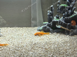 Red plecos and 1 angel fish