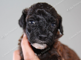 Health tested miniature poodle puppies