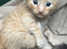 BEAUTIFUL KITTENS TO RESERVE