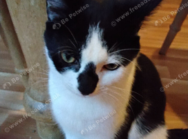 Pair of lovely black and white kittens for Adoption