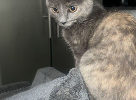 one beautiful girl kitten left  looking for a home