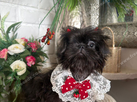 Imperial Shih Tzu Blue