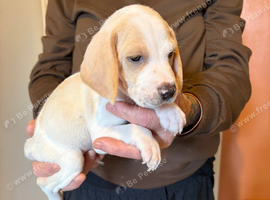 6 beagle pups for sale