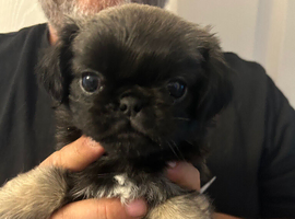 Beautiful Pug Puppies