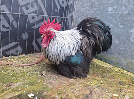 Pair of silver birchens pekin bantams