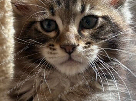 Stunning X-Large pedigree Mainecoon boy