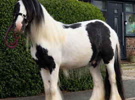 Black& white cob colt