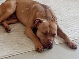Simba needs some love