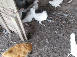 Hybrid pullets