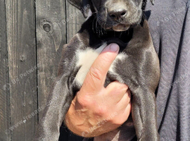 Labrador x whippet pup.