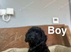 Frankie wonderful black and black tan Daxiepoo puppies