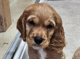 Non Registered Cocker Spaniel Puppies
