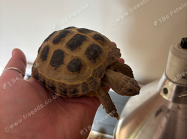 Horse field tortoise