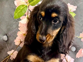 TOP QUALITY MINI LONG HAIR DACHSHUNDS READY!