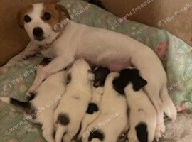 Jack Russel pups ready now