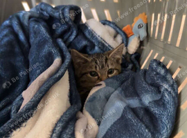tabby kitten