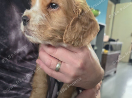 5 Beautiful boy Cocker spaniels