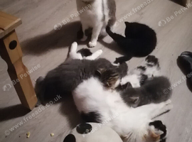 Kittens looking for there forever homes.