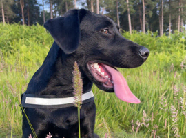Black Labrador