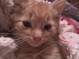 Ginger female