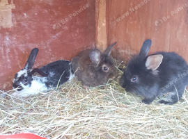 Baby rabbits available now