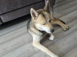 Male Husky for sale