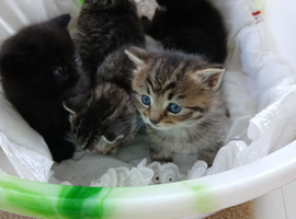 Gorgeous bengal x Persian kittens