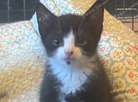Last Adorable Boy Kitten Left, Ready 11th July