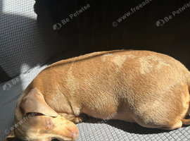 3 year old dachshund female
