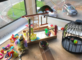 Swainsons lorikeets