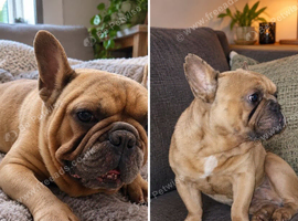 4 year old french bulldog
