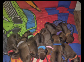 Rhodesian ridgeback pups