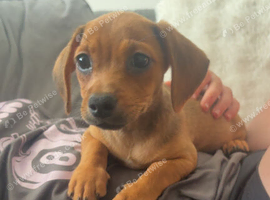 Cute chiweenie boys *LAST BOY*