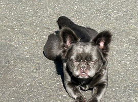 Ziggy is urgently looking for a new home
