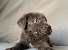 BLUE CANE CORSO PUPPIES FOR SALE