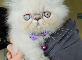 Stunning Pedigree Persian Girl